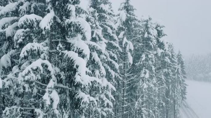 白雪覆盖的树木的空中