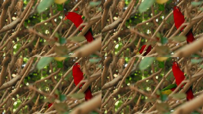 树枝上的一对红鹦鹉