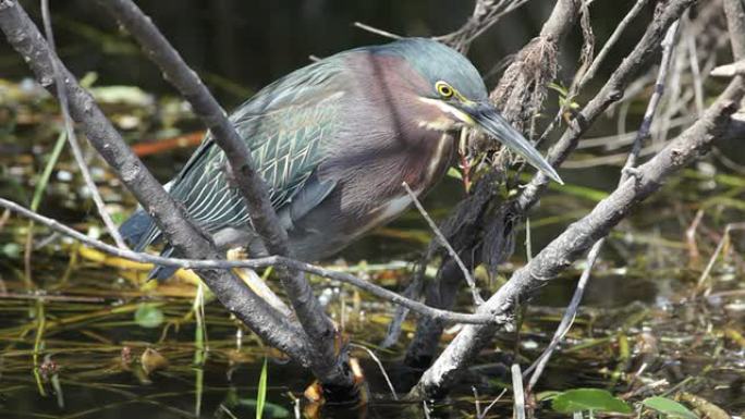高清视频绿背鹭大沼泽地NP佛罗里达