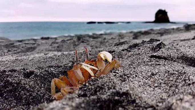 厄瓜多尔洛杉矶沙区的聋哑蟹红蟹