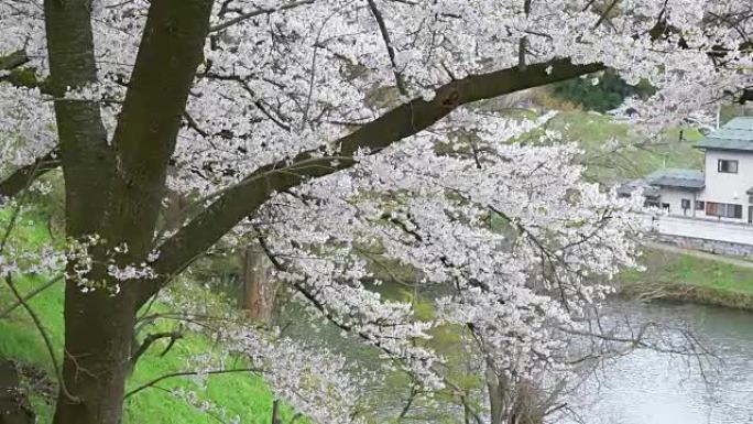 樱花树上有粉红色的花朵，日本的春天