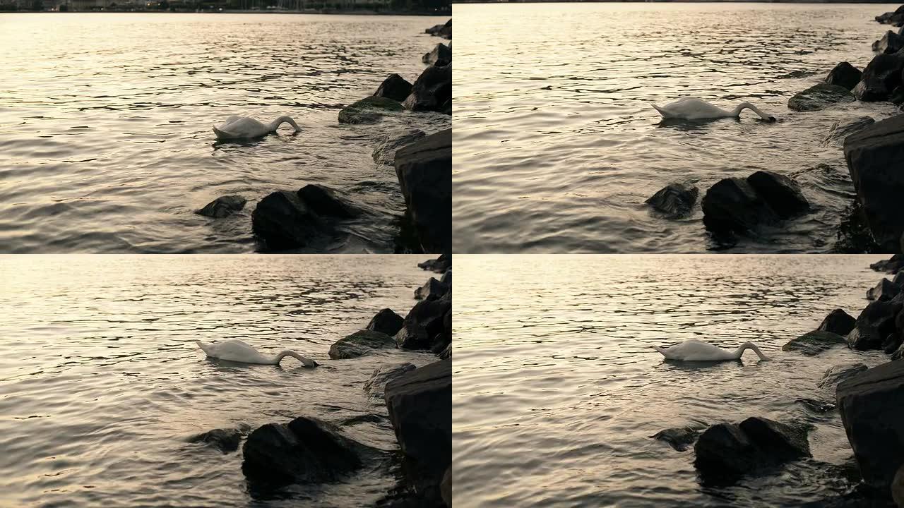 天鹅在湖中潜水天鹅在湖中潜水