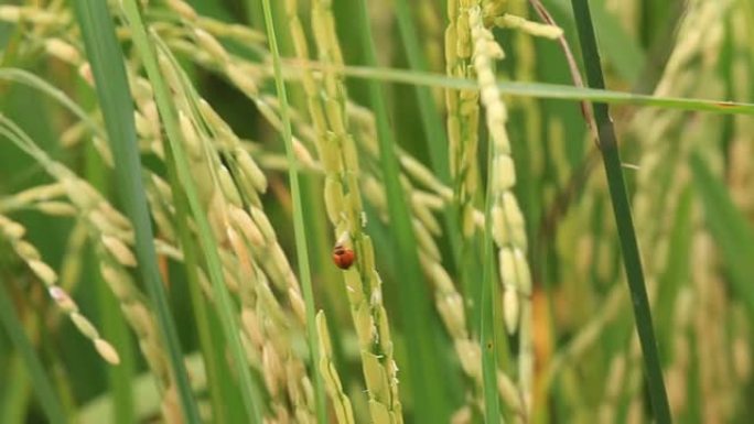 吃绿米饭的瓢虫年轻动物水稻田行走和作物生