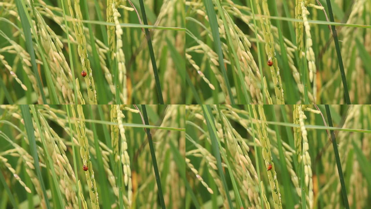 吃绿米饭的瓢虫年轻动物水稻田行走和作物生