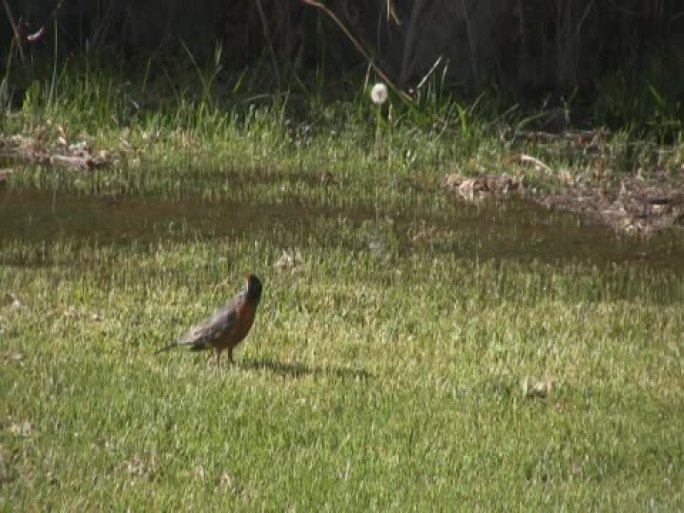 知更鸟在被水淹没的草坪上爬虫子