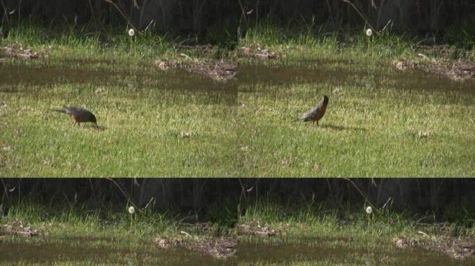 知更鸟在被水淹没的草坪上爬虫子