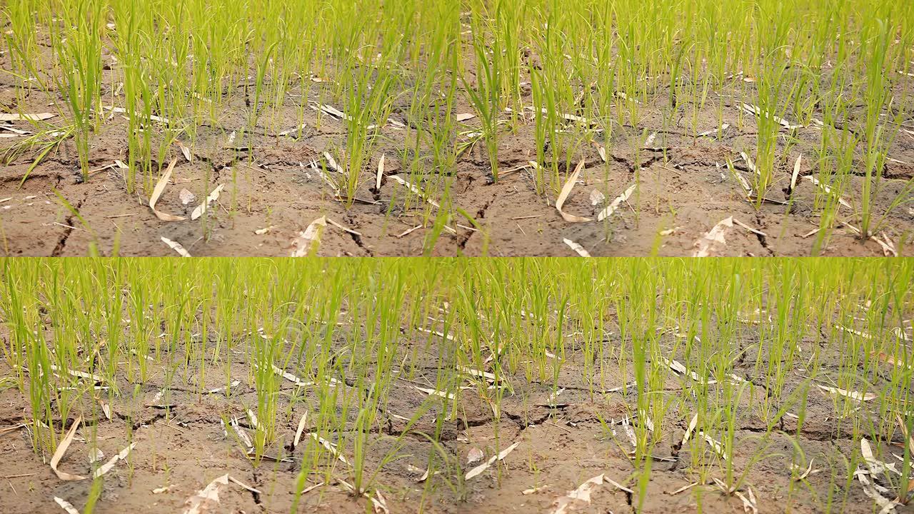 HD Dolly：在干燥的地面上种植水稻。