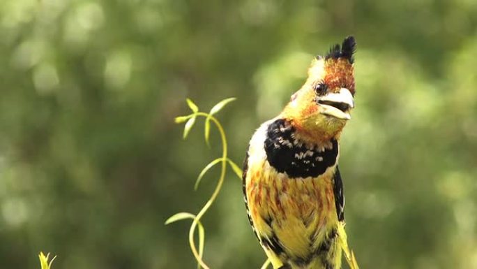 凤头理发野生动物保护生物生态飞翔飞鸟