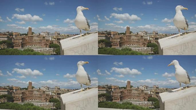 来自罗马的海鸥海鸟近照城市远景地标建筑