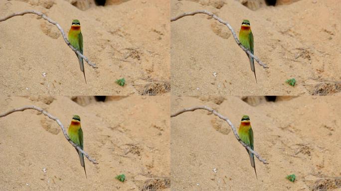 蓝尾食蜂鸟 (Merops philippinus)