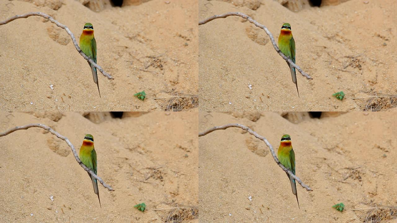 蓝尾食蜂鸟 (Merops philippinus)