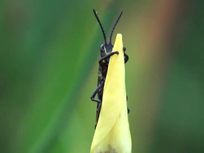 Eastern Lubber Grasshopper从美丽的黄色百合后面露出顶峰