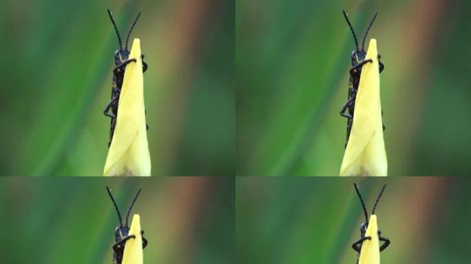 Eastern Lubber Grasshopper从美丽的黄色百合后面露出顶峰