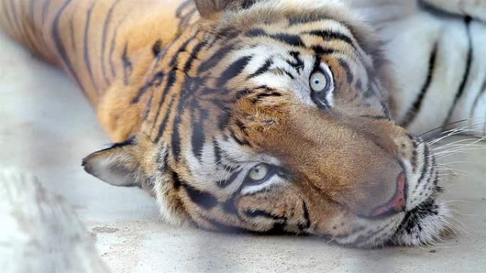孟加拉虎躺着孟加拉虎躺着动物园