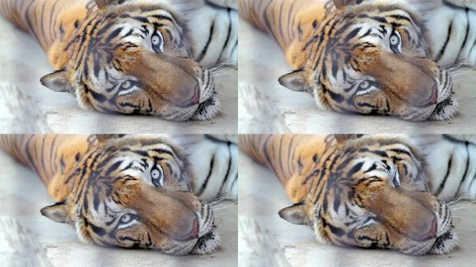 孟加拉虎躺着孟加拉虎躺着动物园