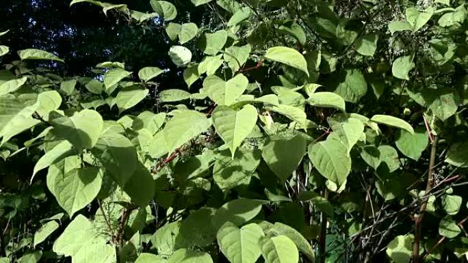 日本虎杖，Fallopia japonica，在苏格兰农村