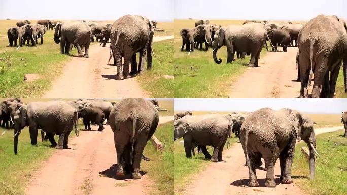 与母象和小象在野生动物中处于非常危险的状态