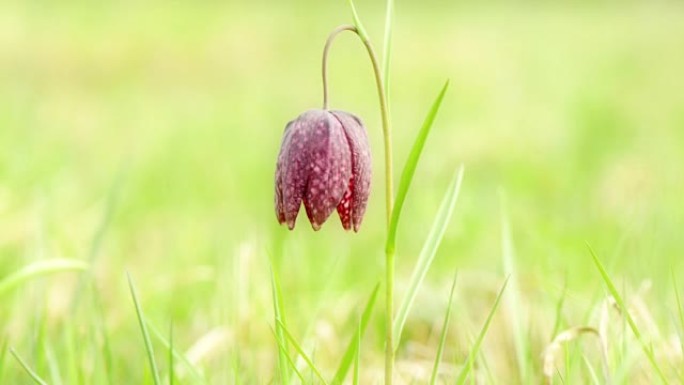 Snake's Head Flower (贝母)