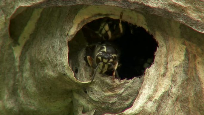 巢穴入口处的黄蜂巢穴入口处的黄蜂