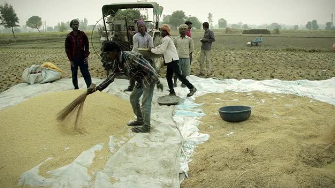 清洁大米收获粮食传统农业生产稻谷壳清扫
