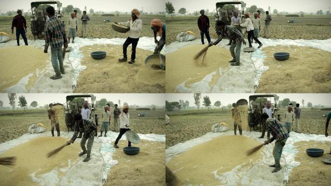 清洁大米收获粮食传统农业生产稻谷壳清扫