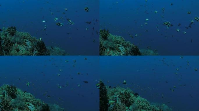 三角旗蝴蝶鱼在珊瑚礁上学