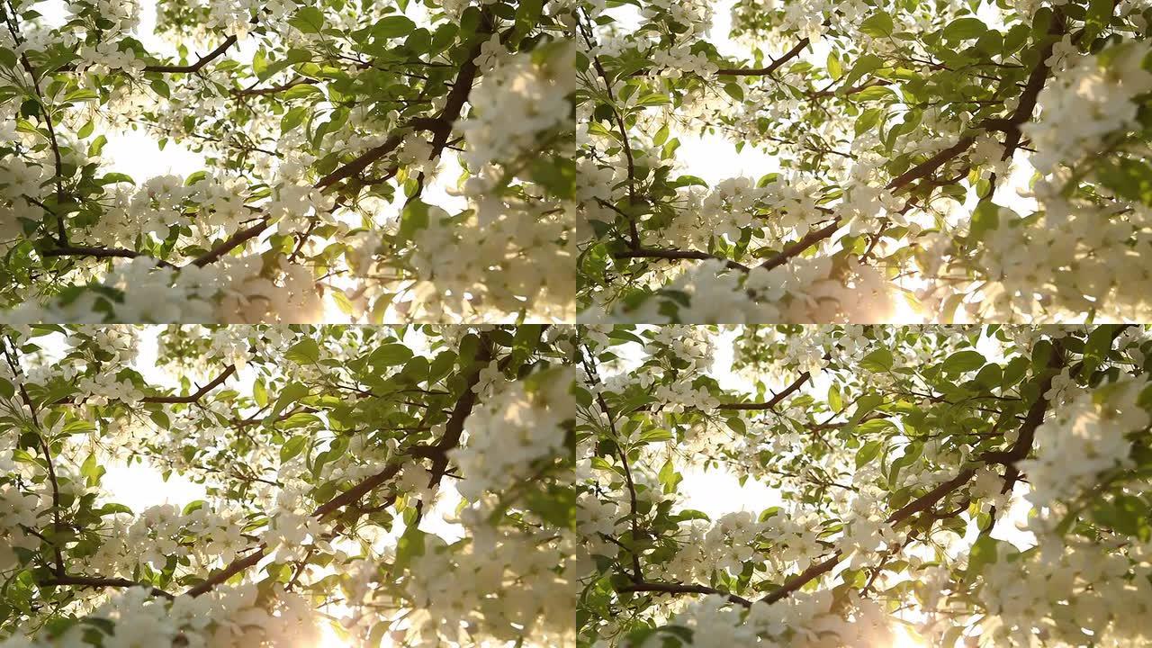 自然树光蜂叶缝阳光普照绿色春天夏日树林森