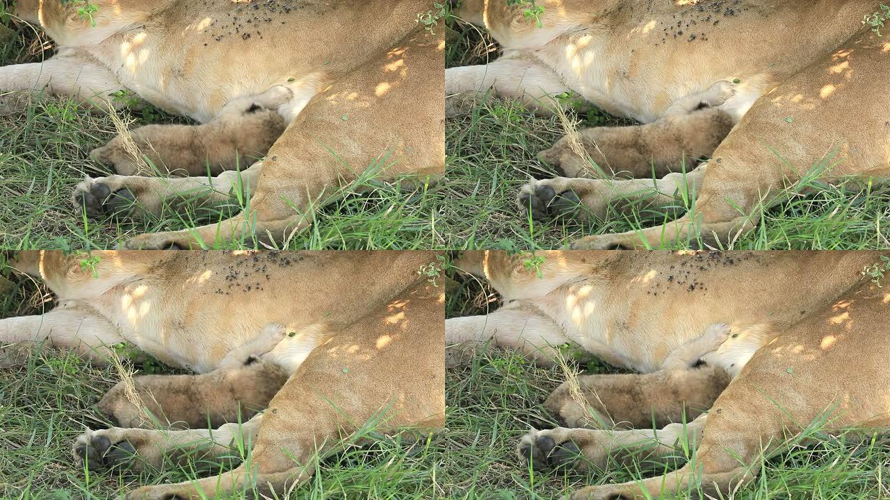 狂野的母狮与刚出生的婴儿哺乳