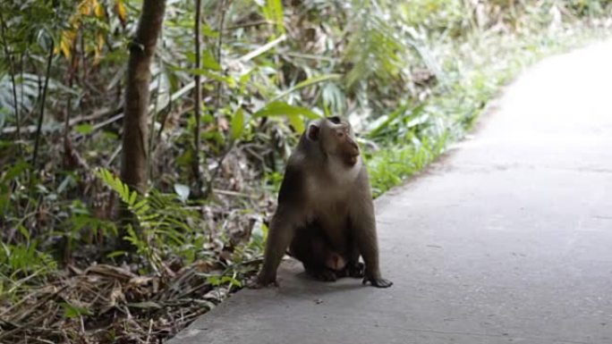 一只猴子在野外人文参观游览