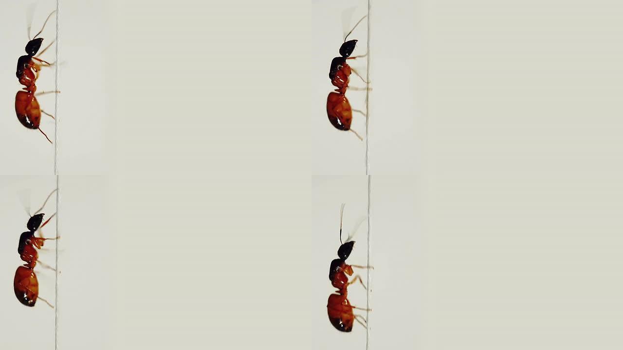 蚂蚁在垂直细绳上奔跑