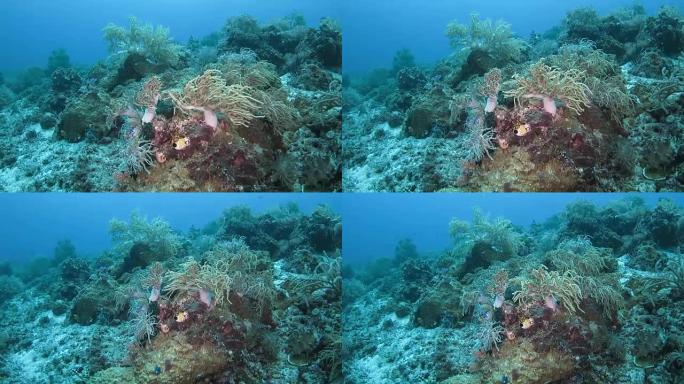 生活在印度尼西亚海底的软珊瑚