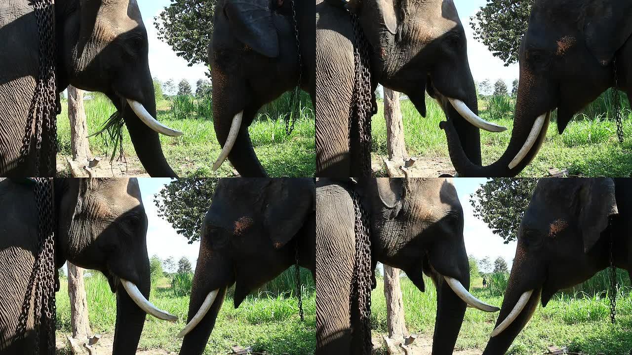 亚洲象（Elephas maximus）