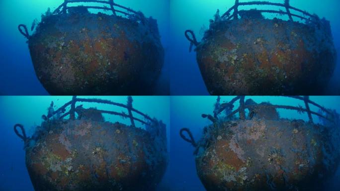 Soft coral grow on bow of Boga Shipwreck, Kubu (4K