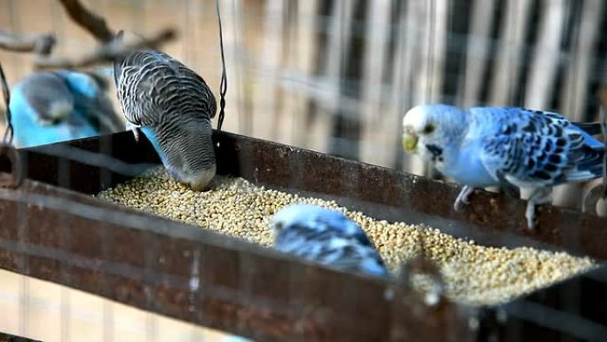 笼子里的布吉犬野生动物保护生物生态飞翔飞