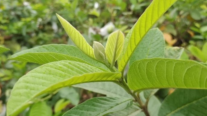 树苗种植基地木苗培植树苗种苗 蕃石榴树苗