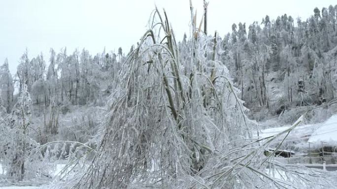 冰暴后的破坏冬季景色