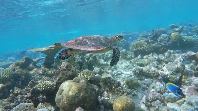 在珊瑚礁上游泳的霍克斯比海龟-马尔代夫