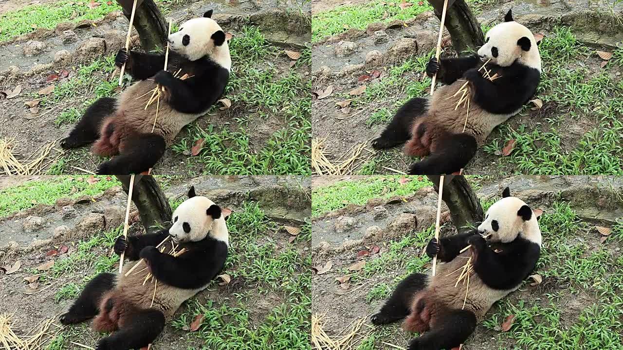 熊猫熊