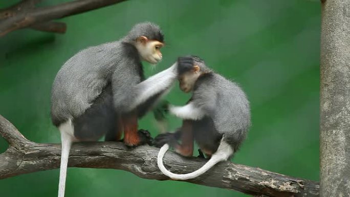 猴子搜寻跳蚤长尾猴在枝头野生动物园