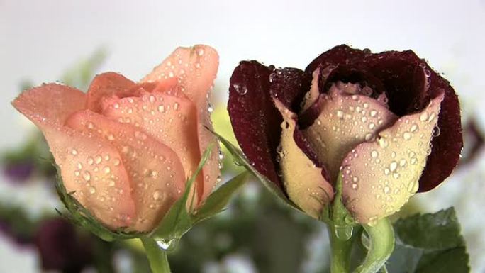 雨中的两朵玫瑰（完美循环）