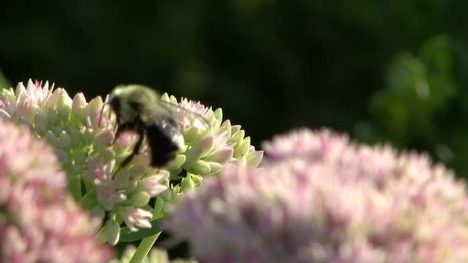 粉红色花朵上的蜜蜂