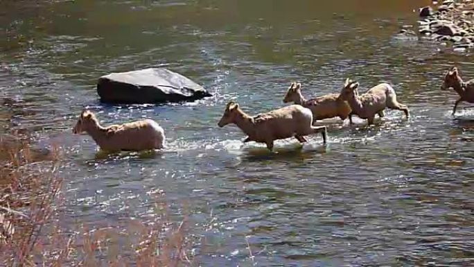 科罗拉多野生大角羊穿越普拉特河沃特顿峡谷