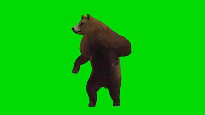 好奇熊绿屏 (可循环)