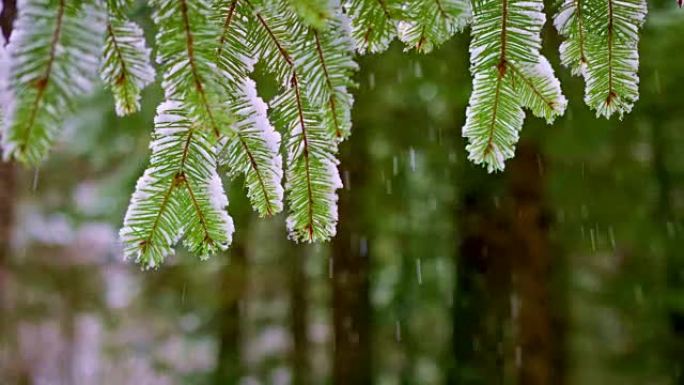 白雪皑皑的森林雨夹雪唯美绿色