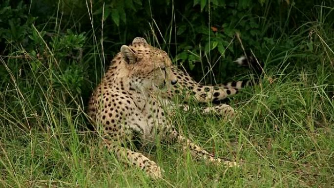 猎豹金钱豹猫科动物非洲豹