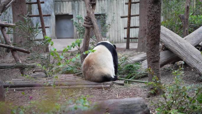 4K大熊猫转身吃竹子
