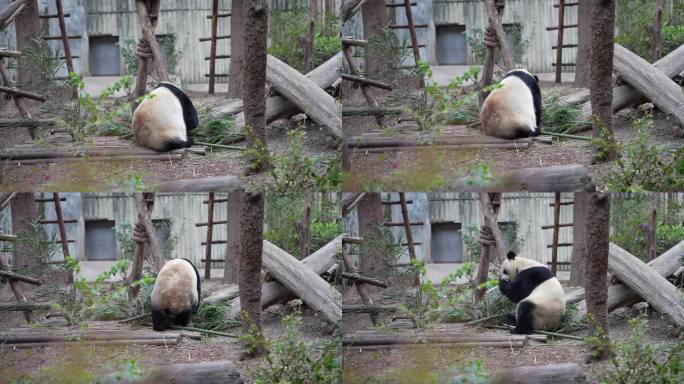 4K大熊猫转身吃竹子