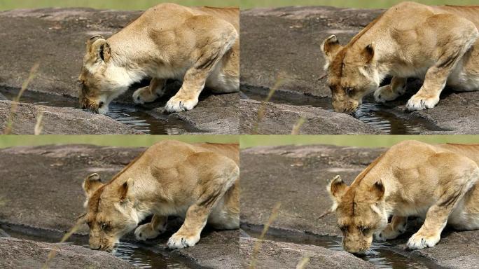 狮子在野外饮水(第二部分)