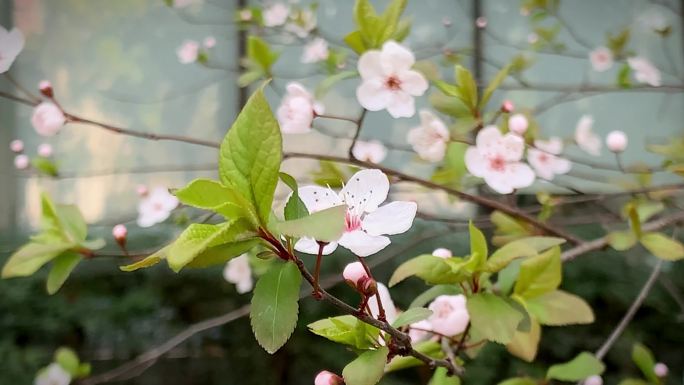 紫叶李花春暖花开春天花开微风吹动花枝