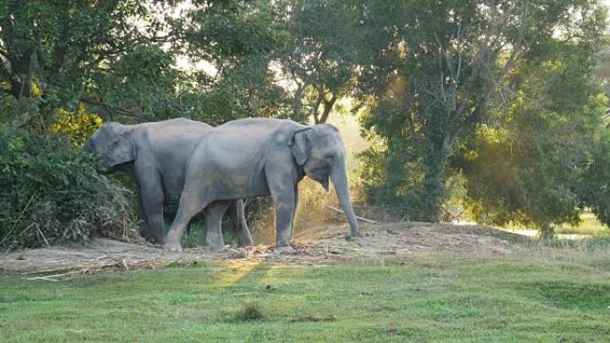 泰国素林的亚洲象泰国素林的亚洲象